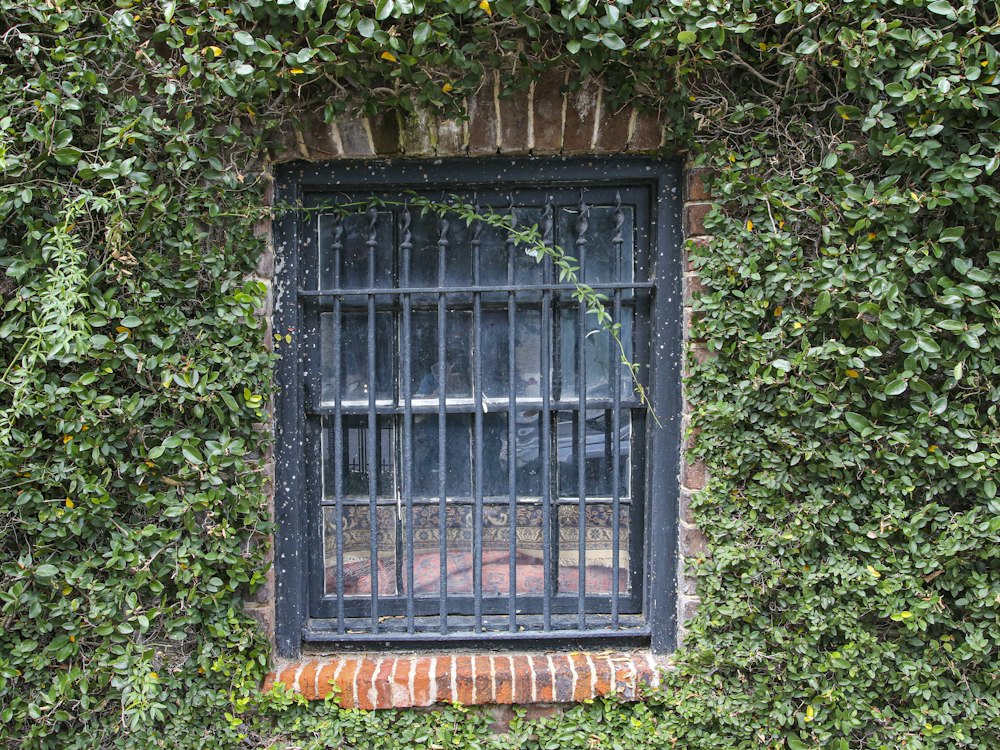 Ventana con protección de fierro enmarcada por enredadera